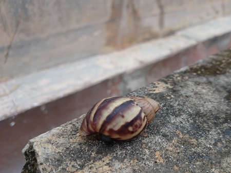 Snail indent on concrete cement
