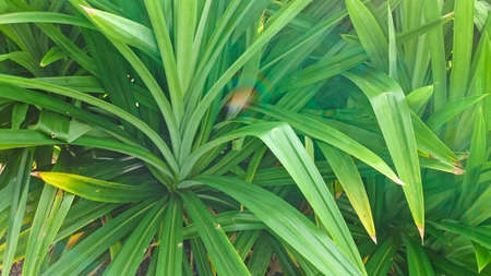 Pandan leaves tree. Leaves using for make a food ingredient and have a fragrant smell. Popular use by asian peopleの写真素材