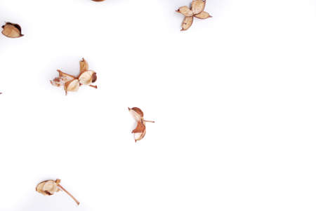 Potpourri wallpaper on white backgroundの写真素材