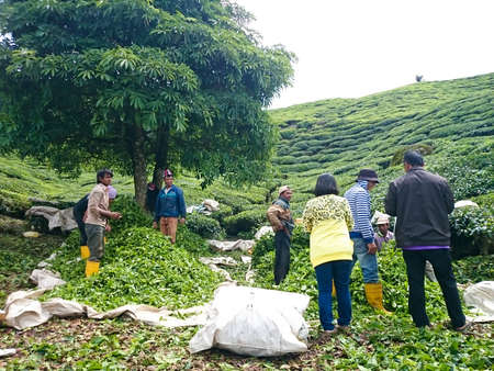 CAMERON HIGHLAND, MALAYSIA, Mei 15, 2016 : Visitors at Sungei Palas Tea Plantations see how tea is collected by workersのeditorial素材