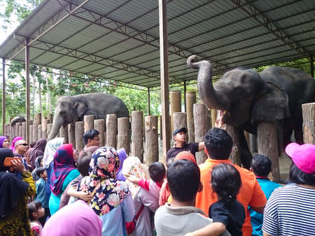 PAHANG, MALAYSIA - March 23, 2016 : A view of elephant feed activity by visitor at Kuala Gandah. Kuala Gandah is the national conservation center of elephants in Malaysiaのeditorial素材