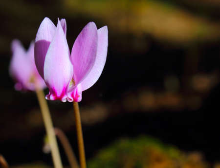 An image of Cyclamens  (family of Myrsinaceae)  in a woodland sceneryの写真素材