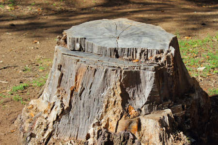 A shot of a sawn trunk in Manziana forest near Rome - Italyの写真素材