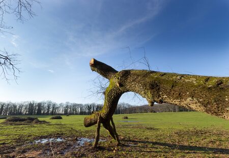 A country landrcape with a fallen trunk in a sunny afternoonの写真素材