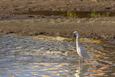 An egret bird in a pond, next to the sea, north of Rome, Italy の写真素材