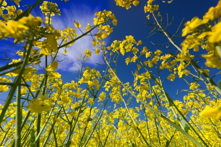 Floral landscape from the bottom to the sky, in a country scene の写真素材