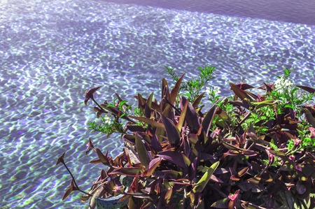 An aloe plant over a country swimming pool with little ripples on the waterの写真素材