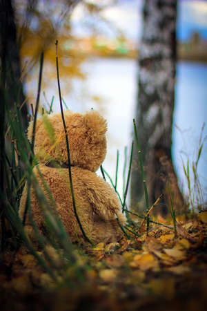 Teddy bear sitting in the grass near the shore