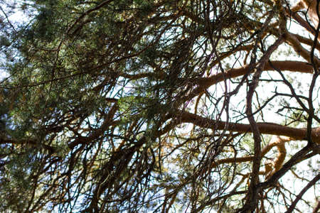 branches spruce bottom view. morning summer lookの写真素材