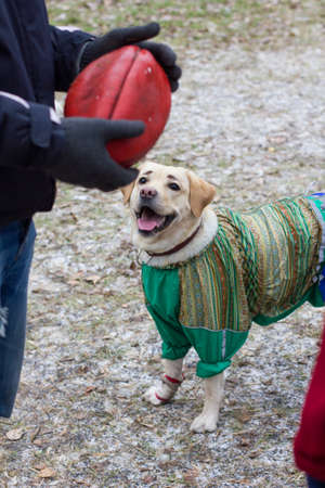 the dog plays with the owner outside in the winter