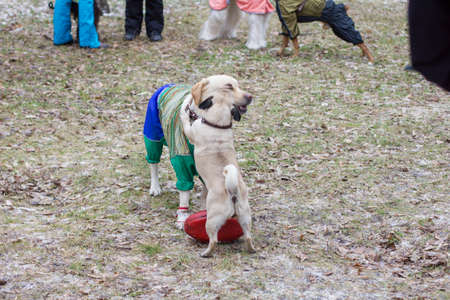 the dog on the leash walking in the streets