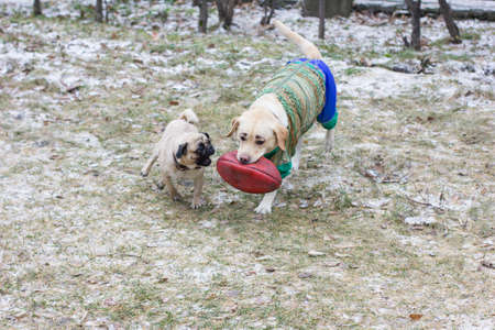 two dogs playing in the street in winter