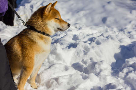 beautiful Siberian dog a good friend forever
