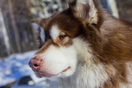 portrait young Alaskan Malamute in the snowの写真素材