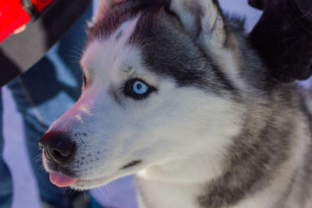 beautiful Siberian Husky a good friend foreverの写真素材