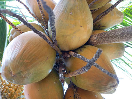 Coconut tree with ripe coconuts on the tree.