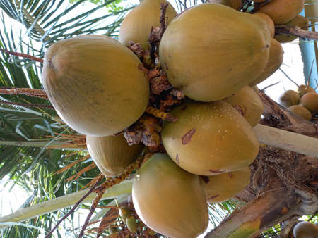 Coconut tree with ripe coconuts, close-up
