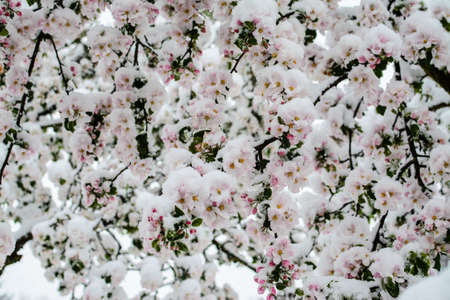 Snow covered apple tree blossoms, on an early spring dayの写真素材