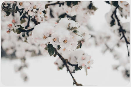 Snow covered apple tree blossoms, on an early spring dayの写真素材