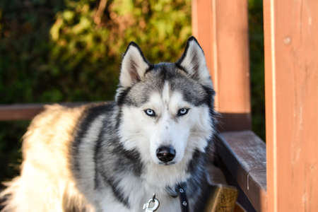 Young and cute Siberian husky in the summer house on a warm spring eveningの写真素材