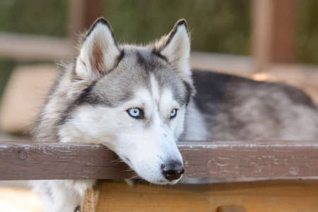 Young and cute Siberian husky in the summer house on a warm spring eveningの写真素材