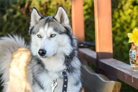 Young and cute Siberian husky in the summer house on a warm spring eveningの写真素材