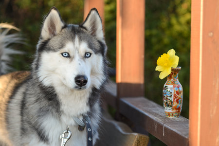Young and cute Siberian husky in the summer house on a warm spring eveningの写真素材