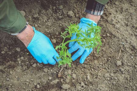 Man hands in blue gloves planting cucumbers and tomatoesの写真素材