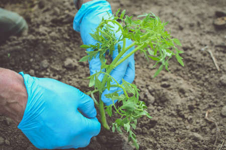 Man hands in blue gloves planting cucumbers and tomatoesの写真素材