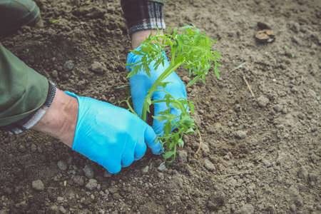 Man hands in blue gloves planting cucumbers and tomatoesの写真素材