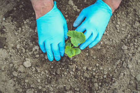 Man hands in blue gloves planting cucumbers and tomatoesの写真素材