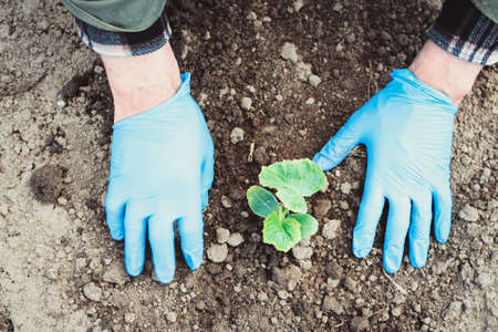 Man hands in blue gloves planting cucumbers and tomatoesの写真素材