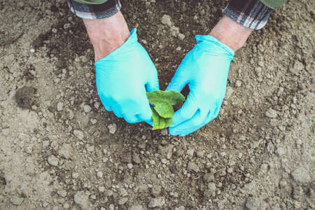 Man hands in blue gloves planting cucumbers and tomatoesの写真素材