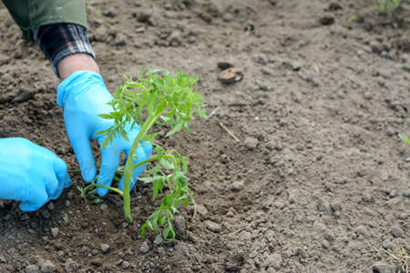 Man hands in blue gloves planting cucumbers and tomatoesの写真素材