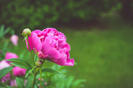 Pink peony blossoms after summer rainの写真素材