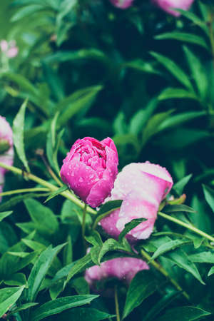 Pink peony blossoms after summer rainの写真素材