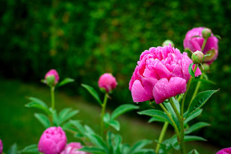 Pink peony blossoms after summer rainの写真素材