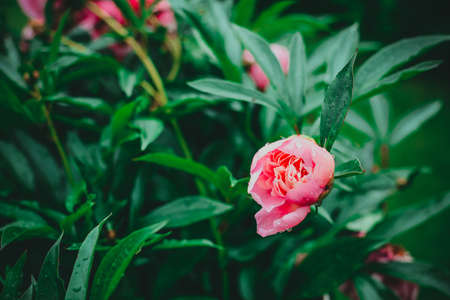 Pink peony blossoms after summer rainの写真素材