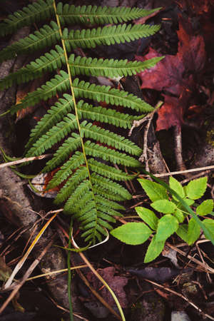 Green fern leaf in the dark forest, close upの写真素材