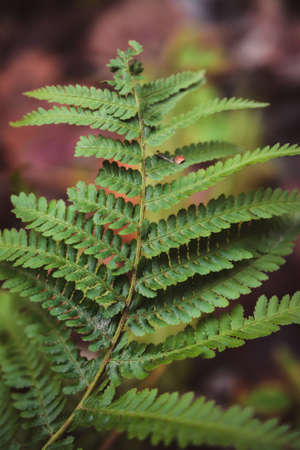 Green fern leaf in the dark forest, close upの写真素材