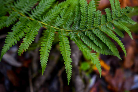 Green fern leaf in the dark forest, close upの写真素材