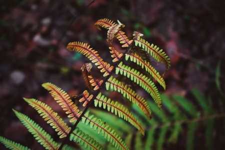 Green fern leaf in the dark forest, close upの写真素材
