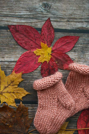 Finished knitting project, soft and unique handmade socks for newborn baby, made of premium alpaca wool yarn, on dark wooden background, dry autumn leaves and walnuts on the tableの写真素材