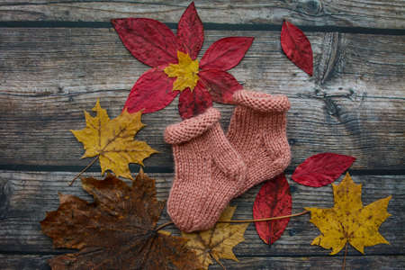 Finished knitting project, soft and unique handmade socks for newborn baby, made of premium alpaca wool yarn, on dark wooden background, dry autumn leaves and walnuts on the tableの写真素材