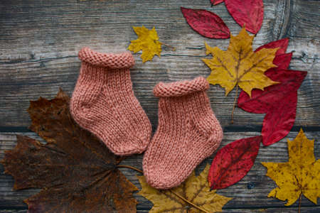 Finished knitting project, soft and unique handmade socks for newborn baby, made of premium alpaca wool yarn, on dark wooden background, dry autumn leaves and walnuts on the tableの写真素材