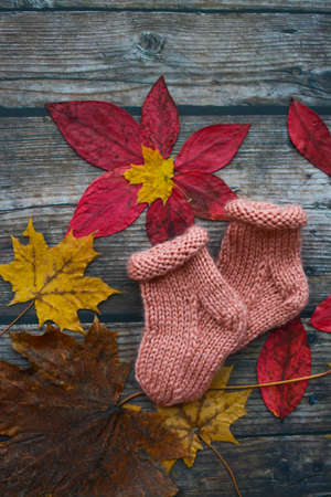 Finished knitting project, soft and unique handmade socks for newborn baby, made of premium alpaca wool yarn, on dark wooden background, dry autumn leaves and walnuts on the tableの写真素材