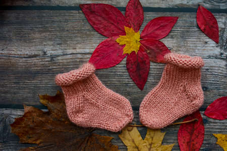 Finished knitting project, soft and unique handmade socks for newborn baby, made of premium alpaca wool yarn, on dark wooden background, dry autumn leaves and walnuts on the tableの写真素材