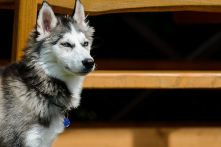 Young Siberian husky dog in the summer house on the nice summer dayの写真素材