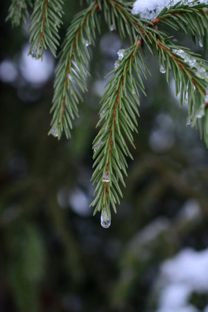 Snow on fir tree branches, in the forestの写真素材