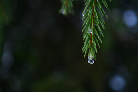 Snow on fir tree branches, in the forestの写真素材